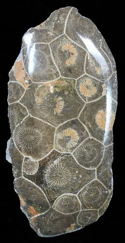 Polished Fossil Coral (Actinocyathus) - Morocco #60056